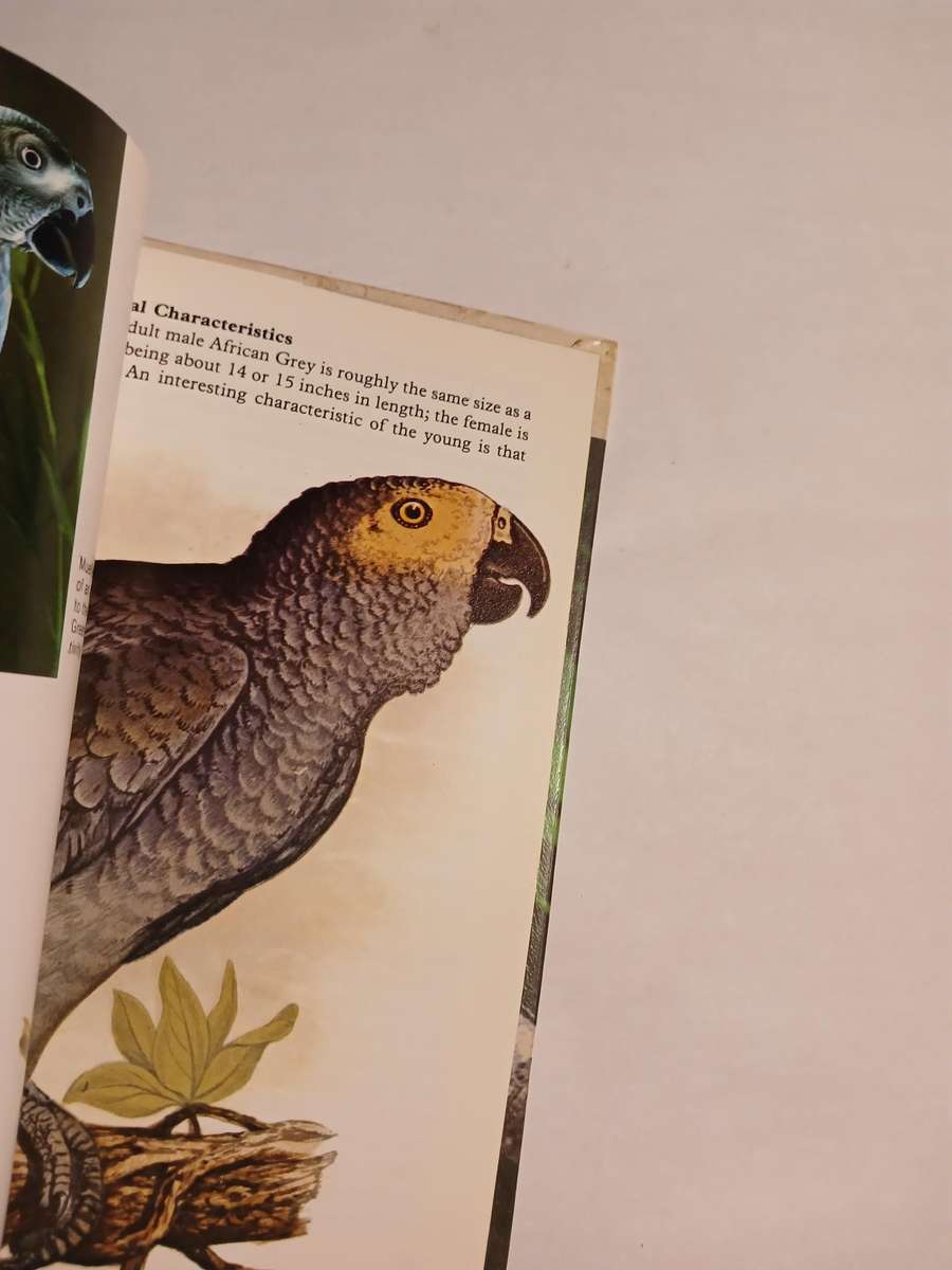 African Grey Parrots by Paul R. Paradise