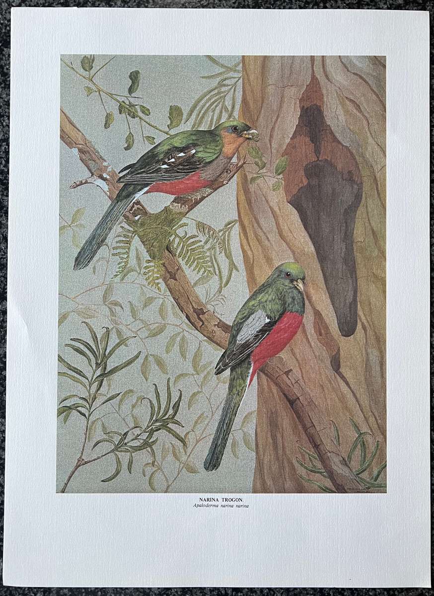 1 x COLLECTION OF 4 PRINTS "BIRDS OF AFRICA: SERIES 1 FOREST BIRDS" BY PRISCILLA HENLEY
