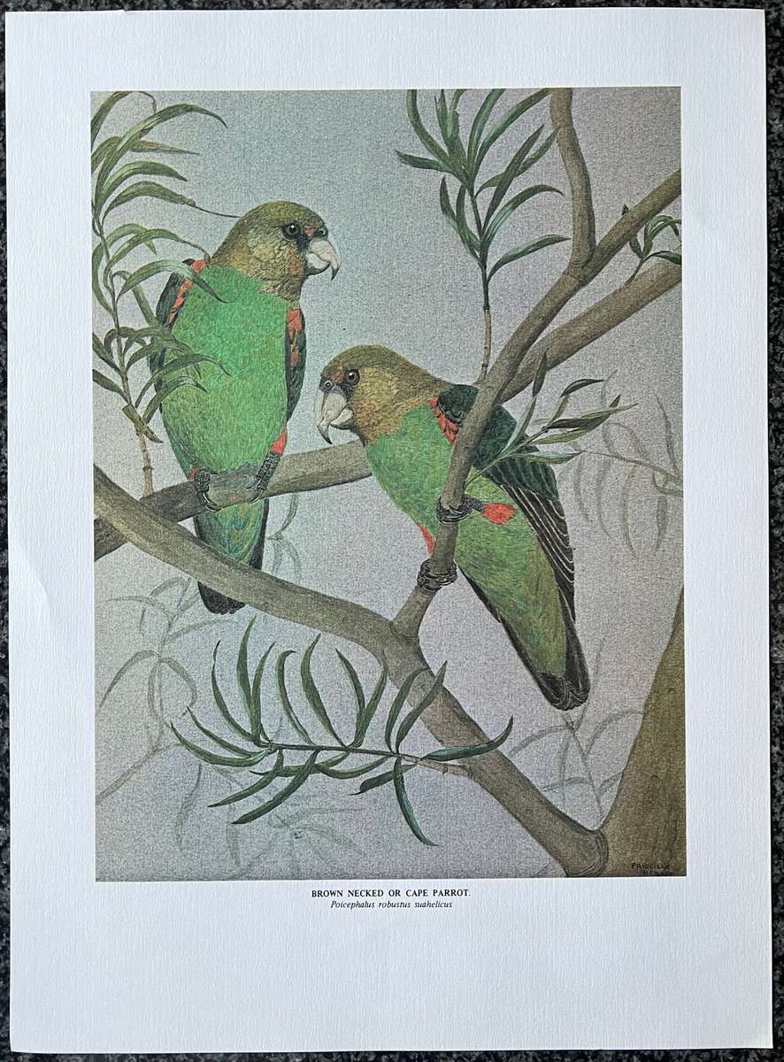 1 x COLLECTION OF 4 PRINTS "BIRDS OF AFRICA: SERIES 1 FOREST BIRDS" BY PRISCILLA HENLEY