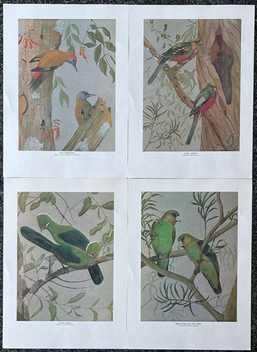 1 x COLLECTION OF 4 PRINTS "BIRDS OF AFRICA: SERIES 1 FOREST BIRDS" BY PRISCILLA HENLEY