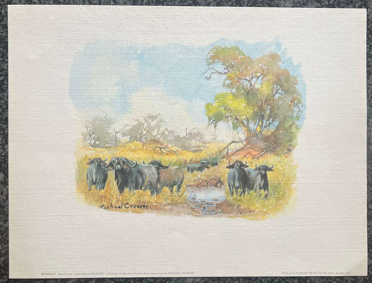 BUFFALO PLATE 5 FROM SOUTH AFRICAN WILDLIFE BY MICHAEL CROESER