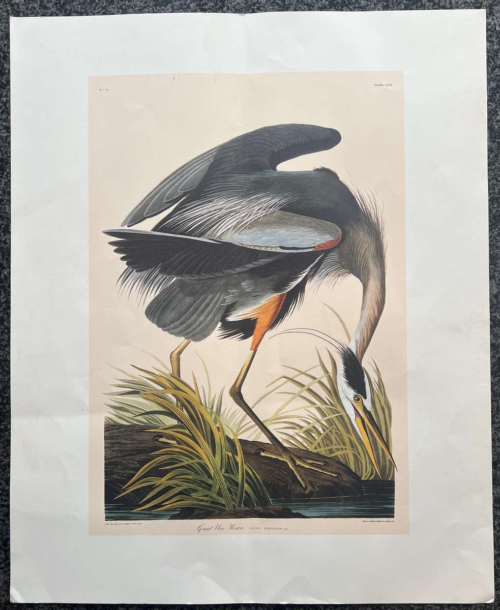 1 x COLLECTION OF 4 PRINTS BY JOHN J AUDUBON