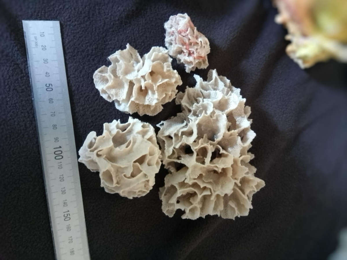 Coral bundle