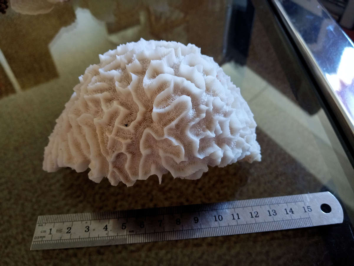 Sea Coral