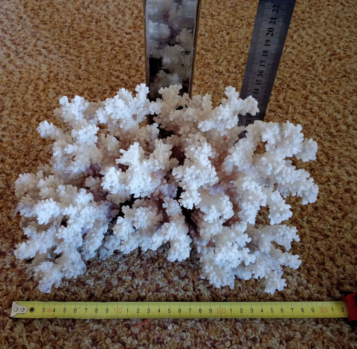 Beautiful large sea coral