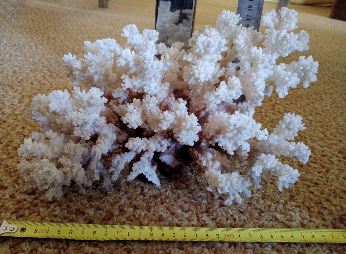 Beautiful large sea coral