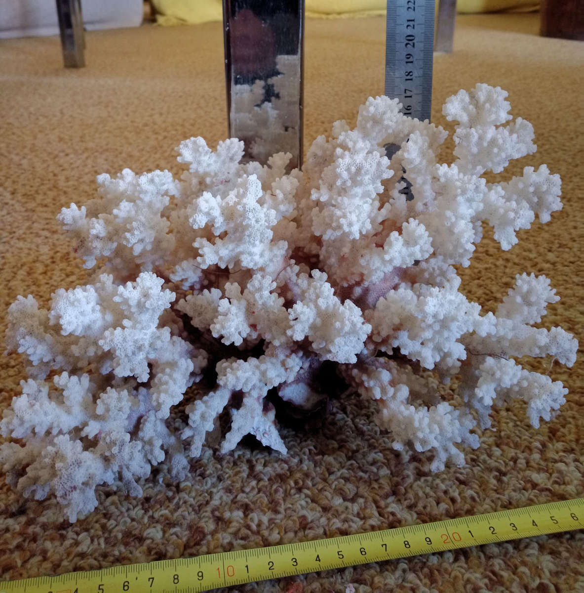 Beautiful large sea coral