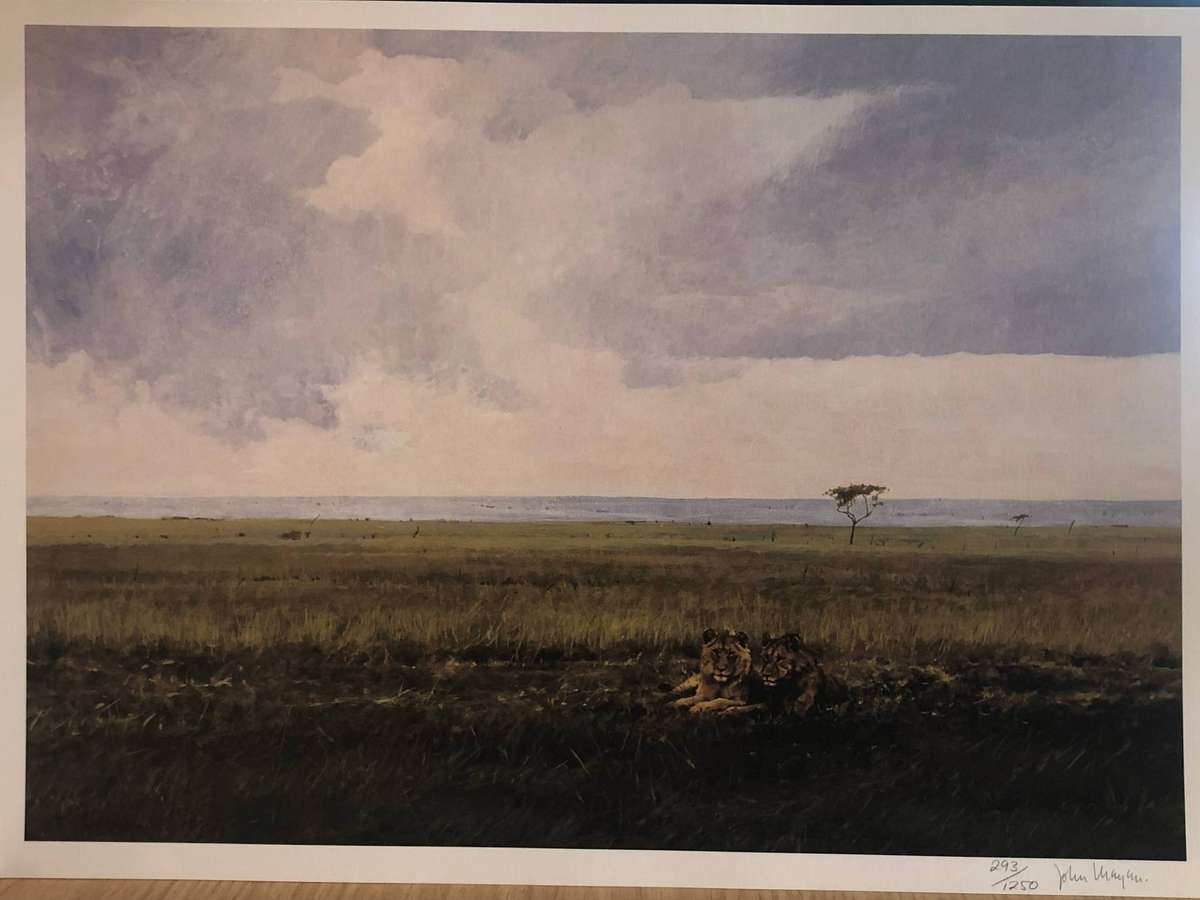 John Meyer ( SA 1942 -  ) Limited signed and numbered print - 293/1250 - Lions