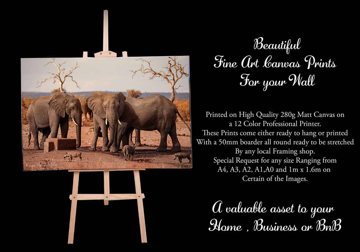 Fine Art Canvas Print - A1 (600mm x 900mm)