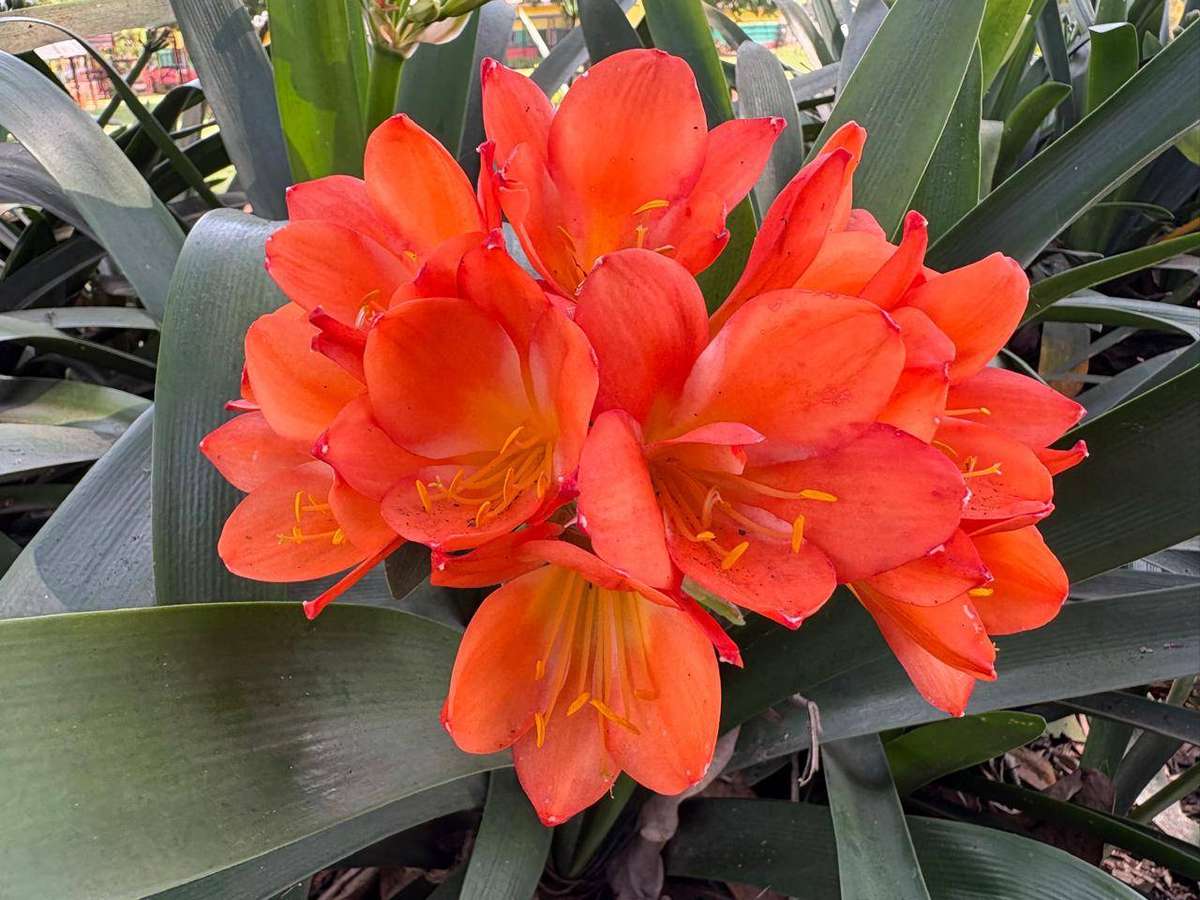 Clivia miniata