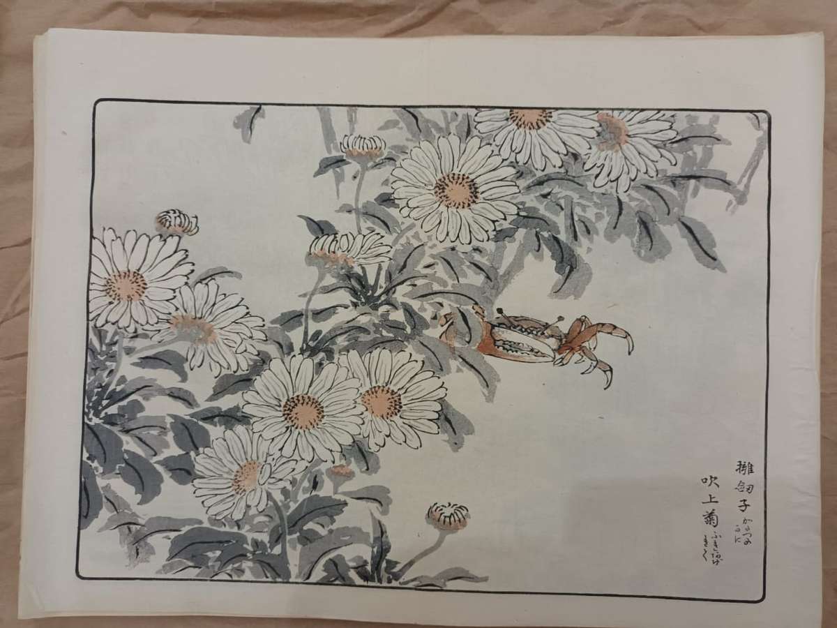 12 beautiful original Japanese woodblock prints of chrysanthemums, 1890s.