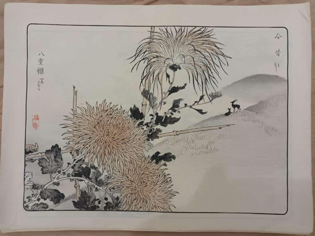 12 beautiful original Japanese woodblock prints of chrysanthemums, 1890s.