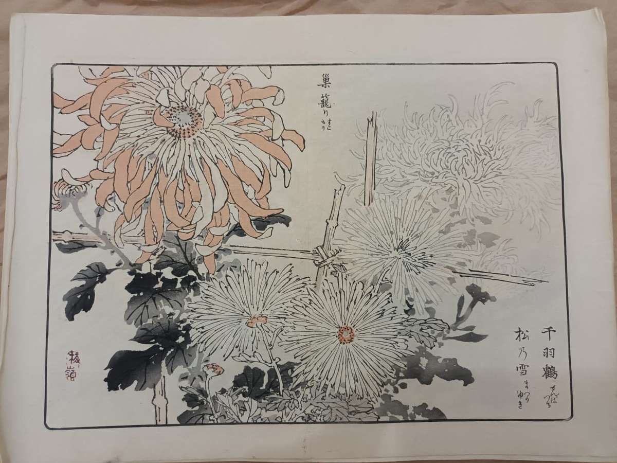 12 beautiful original Japanese woodblock prints of chrysanthemums, 1890s.