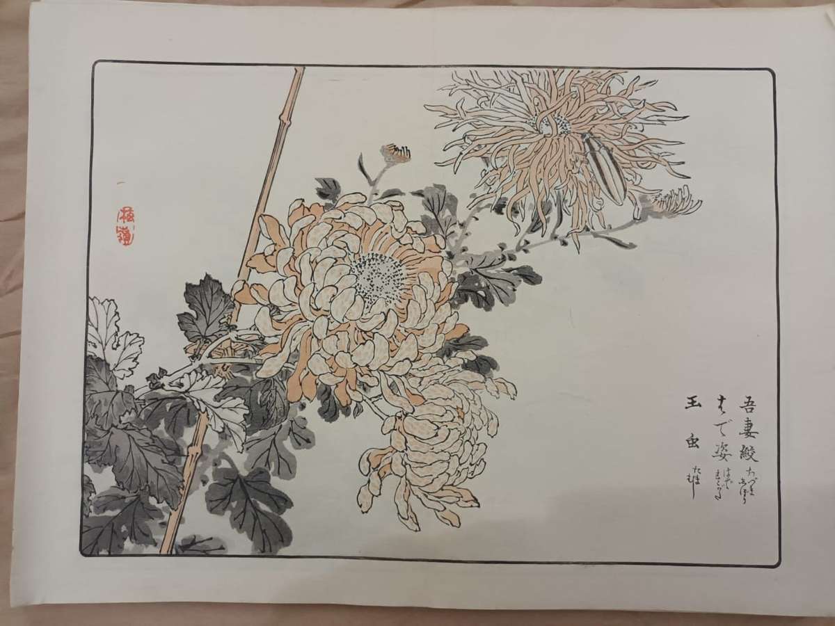 12 beautiful original Japanese woodblock prints of chrysanthemums, 1890s.