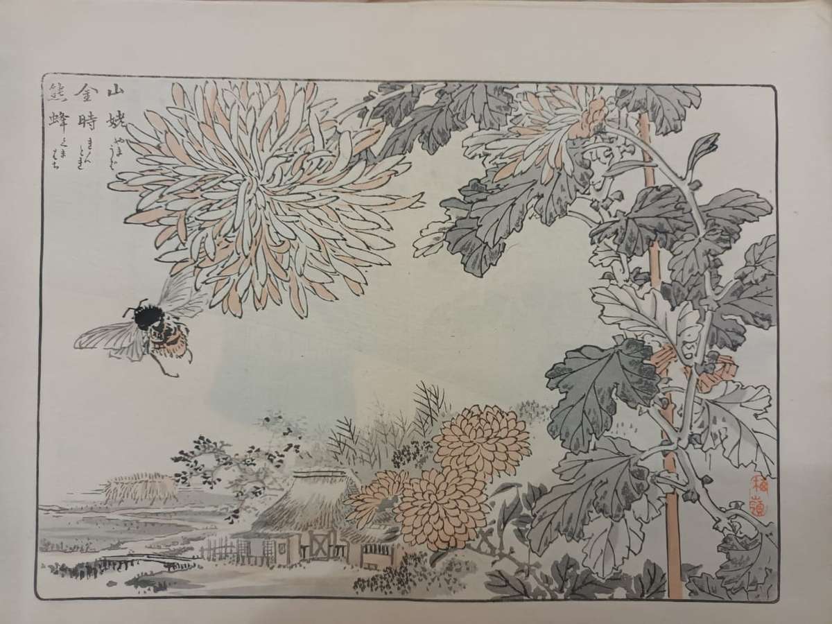 12 beautiful original Japanese woodblock prints of chrysanthemums, 1890s.