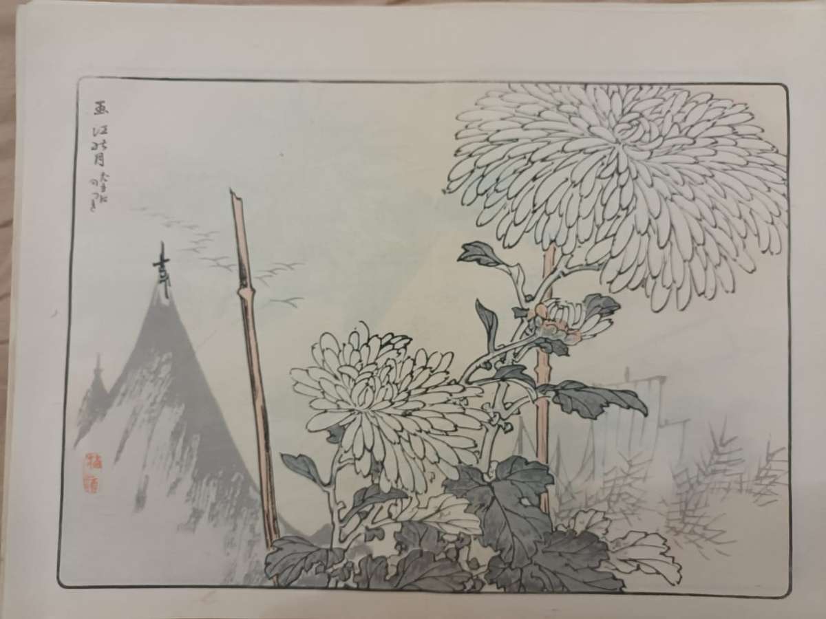 12 beautiful original Japanese woodblock prints of chrysanthemums, 1890s.