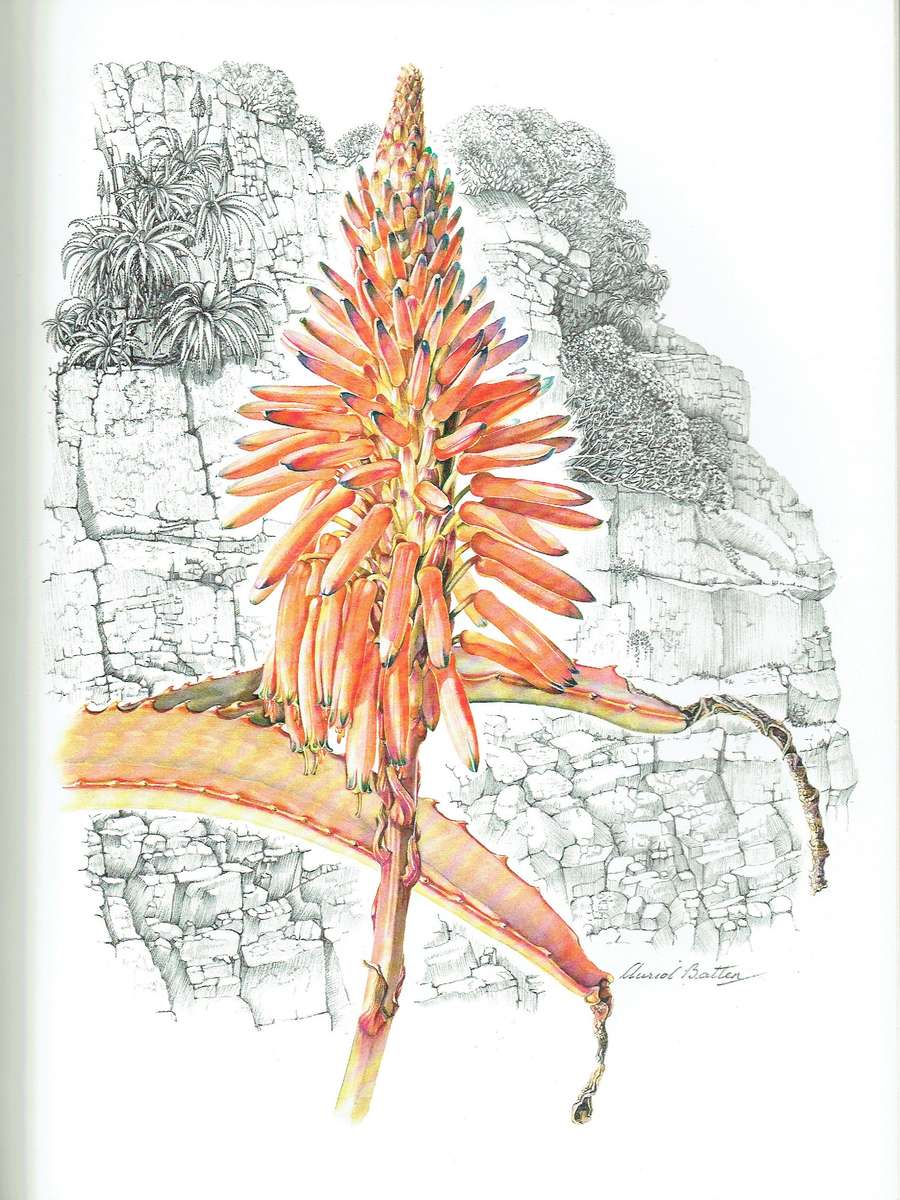 Auriol Batten, Flowers of Southern Africa