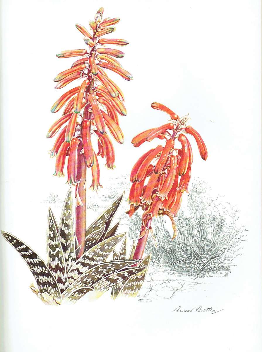 Auriol Batten, Flowers of Southern Africa