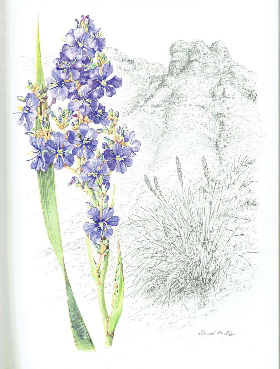 Auriol Batten, Flowers of Southern Africa