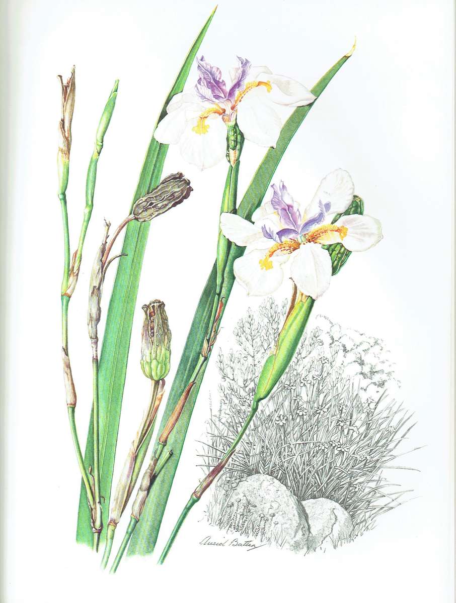 Auriol Batten, Flowers of Southern Africa