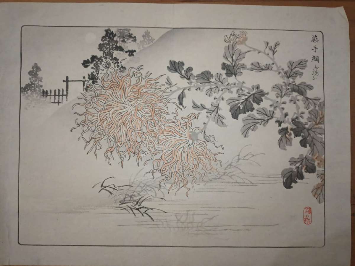 Kono Bairei (1844 - 1895), 12 original Japanese woodblock prints of crysanthemums