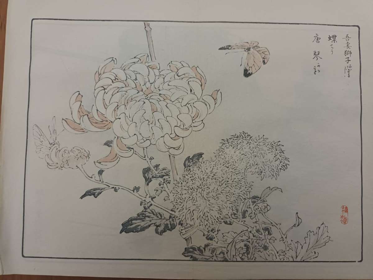 Kono Bairei: 11 original Japanese woodblock prints of chrysanthemums, 1890s