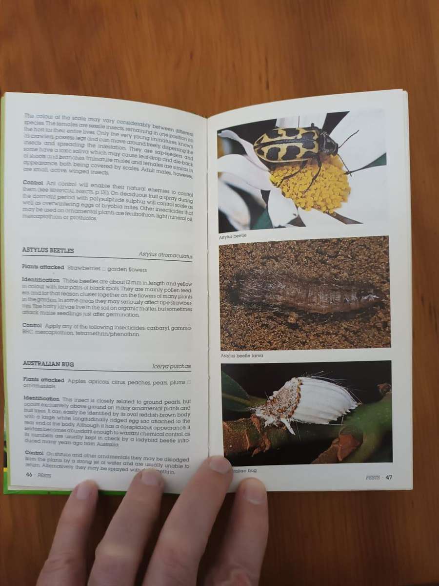 Garden Pests and Diseases in South Africa