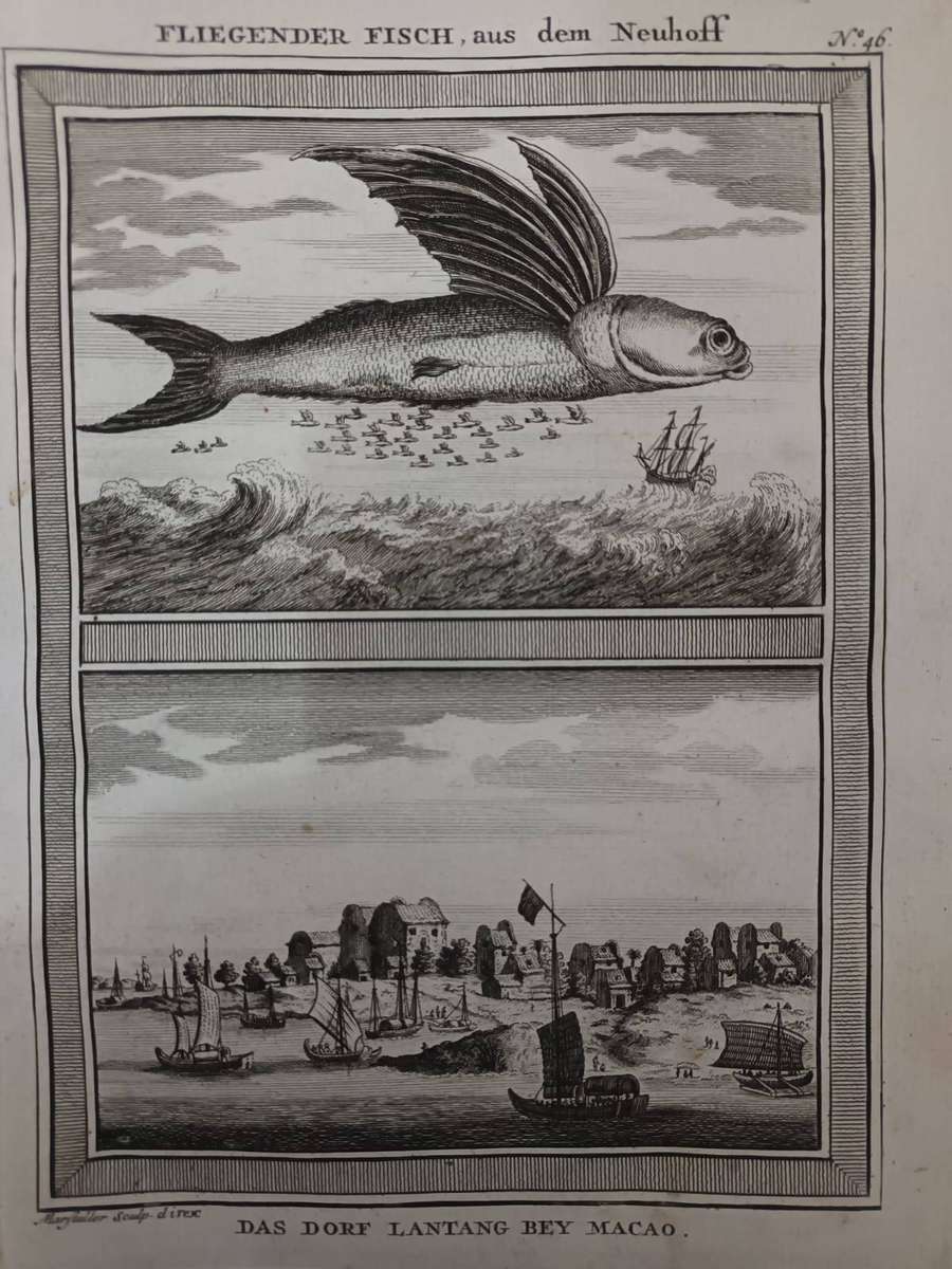 Macao, China, Flying fish. Antiquarian German copperplate engraving, published 1750