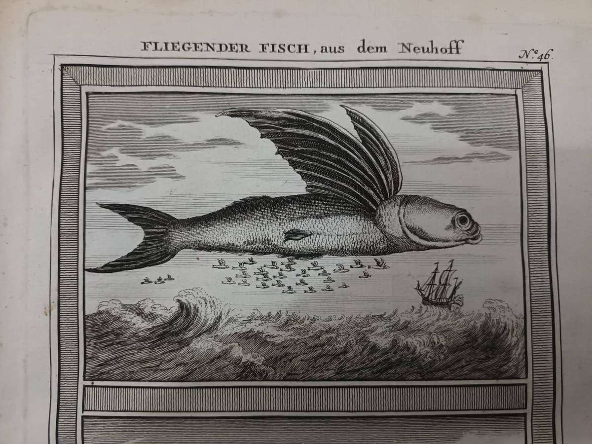 Macao, China, Flying fish. Antiquarian German copperplate engraving, published 1750