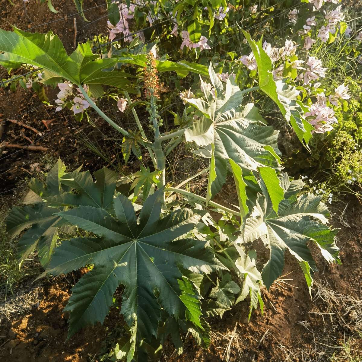 Castor Oil Bean (5 Seeds)