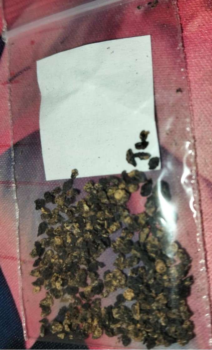 Chinese Chives (0.6ml Seeds)