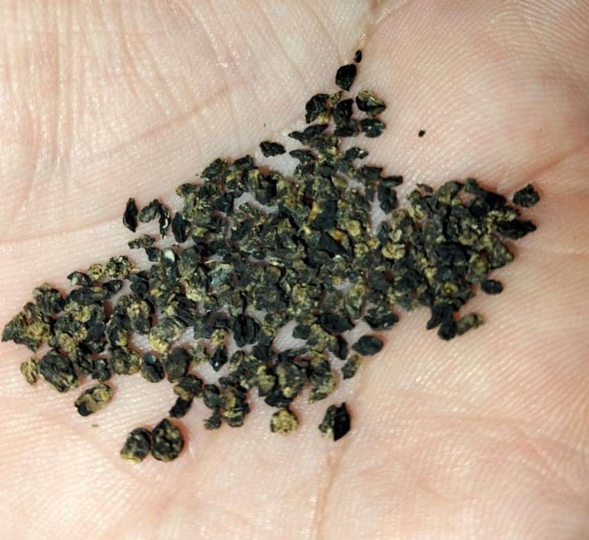 Chinese Chives (0.6ml Seeds)