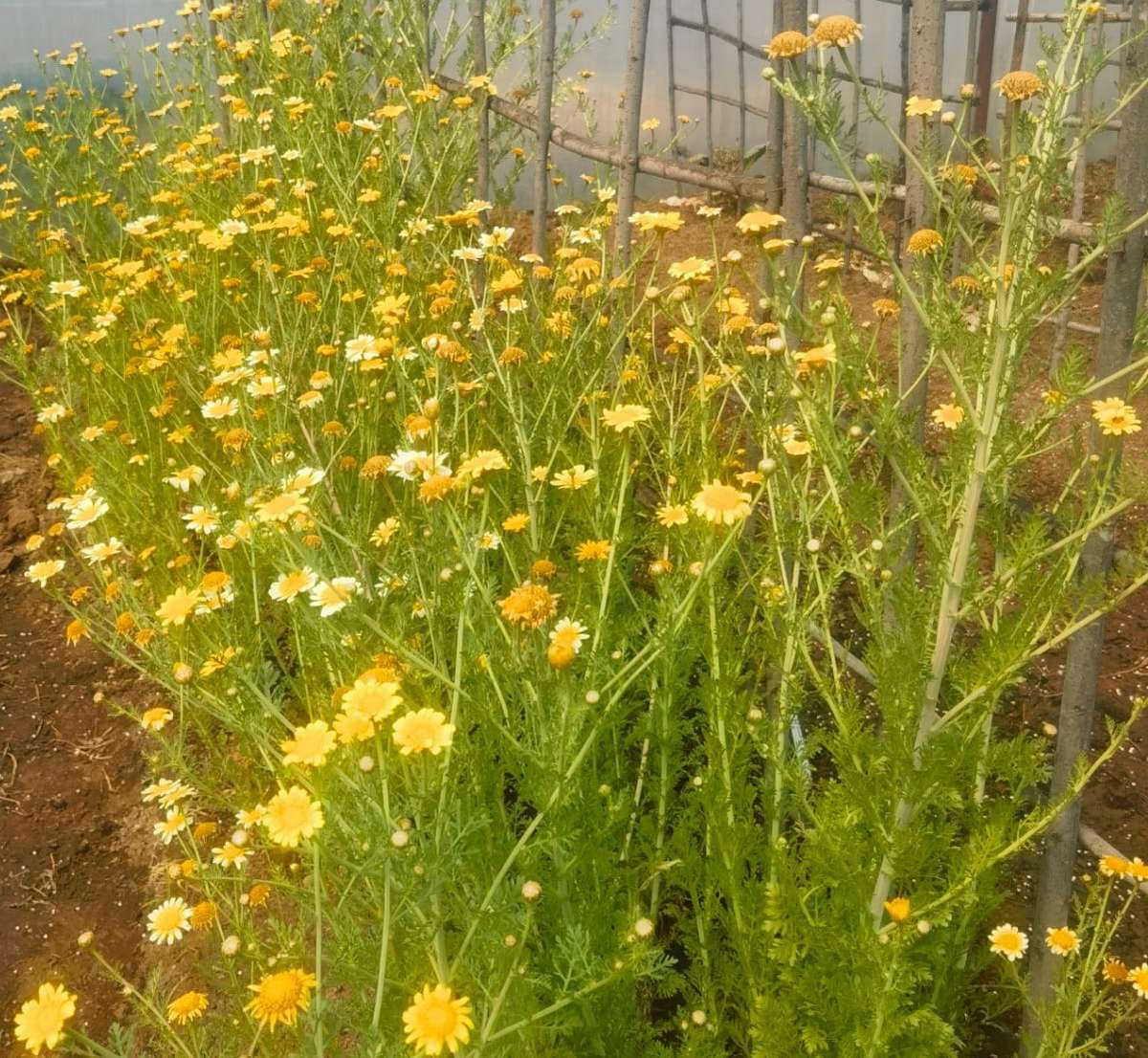 Crysanthemum Shangai Edible (2.5ml Seeds)