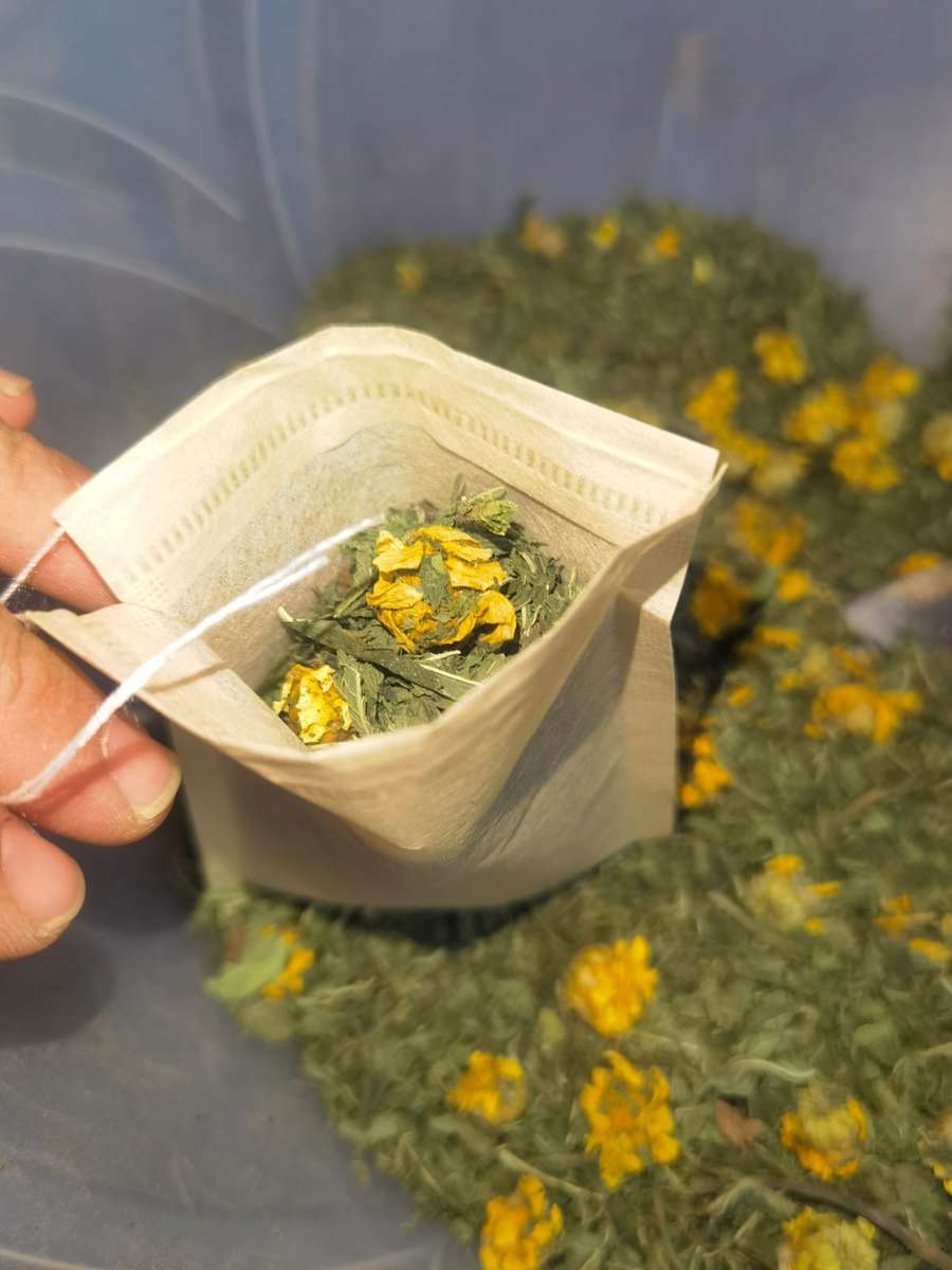 Crysanthemum Shangai Edible (2.5ml Seeds)