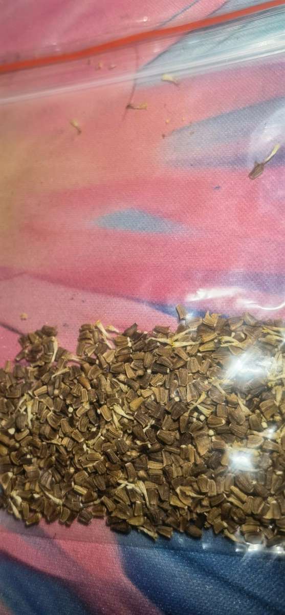 Crysanthemum Shangai Edible (2.5ml Seeds)