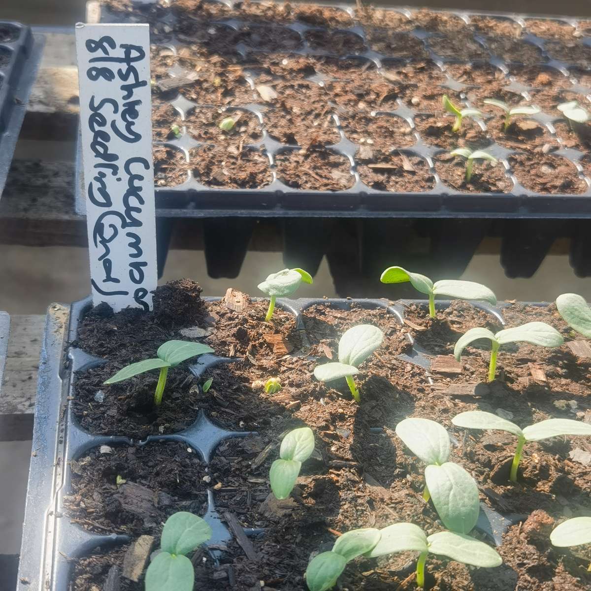 Cucumber Ashley Organic Seedlings (per 6)