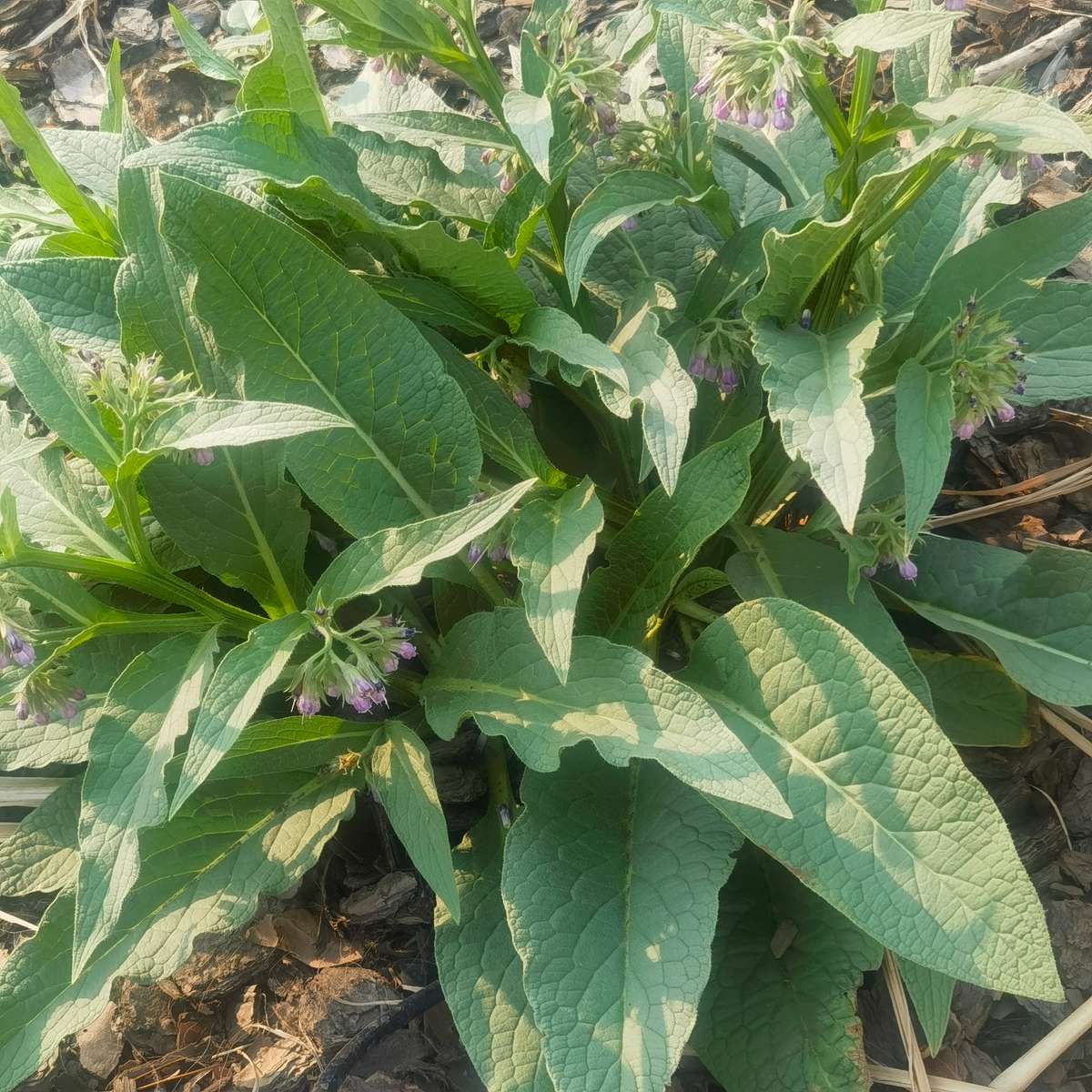 Comfrey Seedling Organic