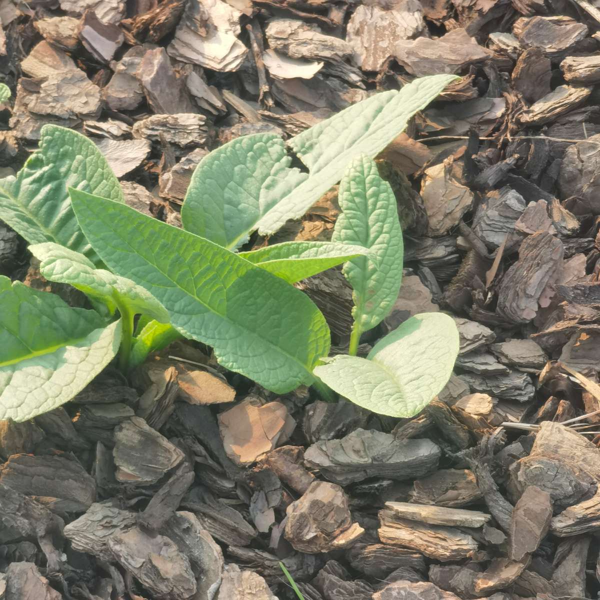 Comfrey Seedling Organic