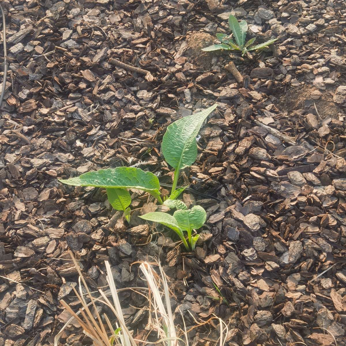 Comfrey Seedling Organic