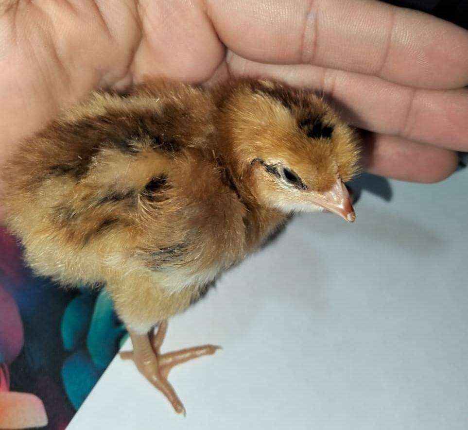 Fertile Lohmann Brown Chicken Eggs (30 Egg per Tray)