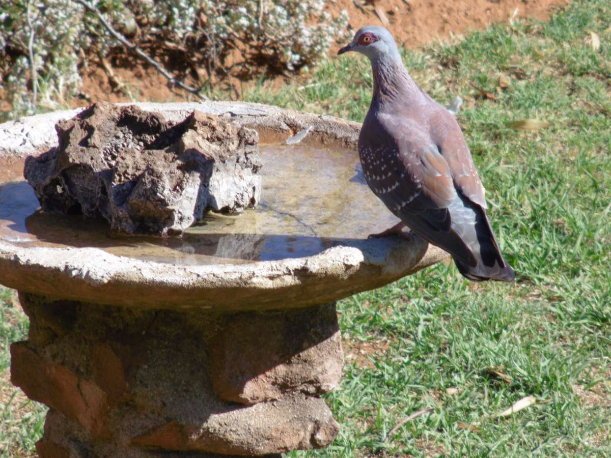 Panasonic Lumix DMC-LZ40 20MP / 42x Optical Zoom  - Connected Bridge Camera