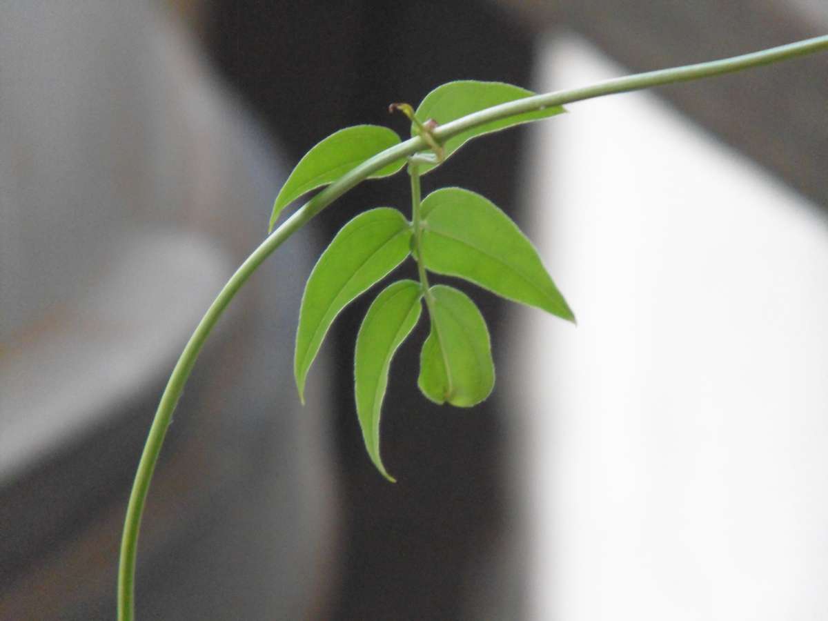 Panasonic Lumix DMC-LZ40 20MP / 42x Optical Zoom  - Connected Bridge Camera