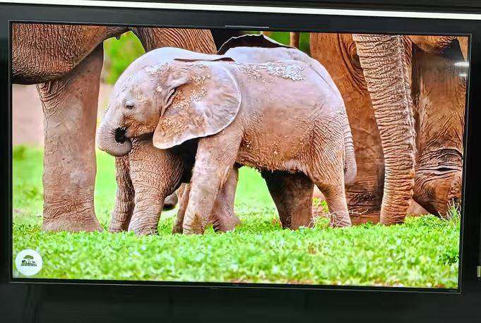 TCL 55-Inch QLED Google TV-55P8K