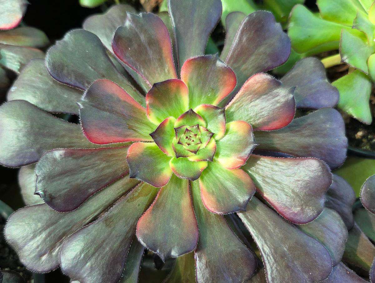 Aeonium 'Fireworks'