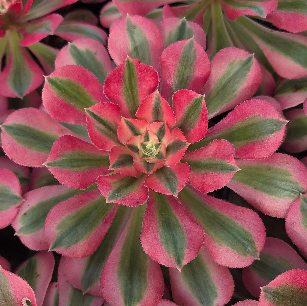 Aeonium 'Pink Witch'