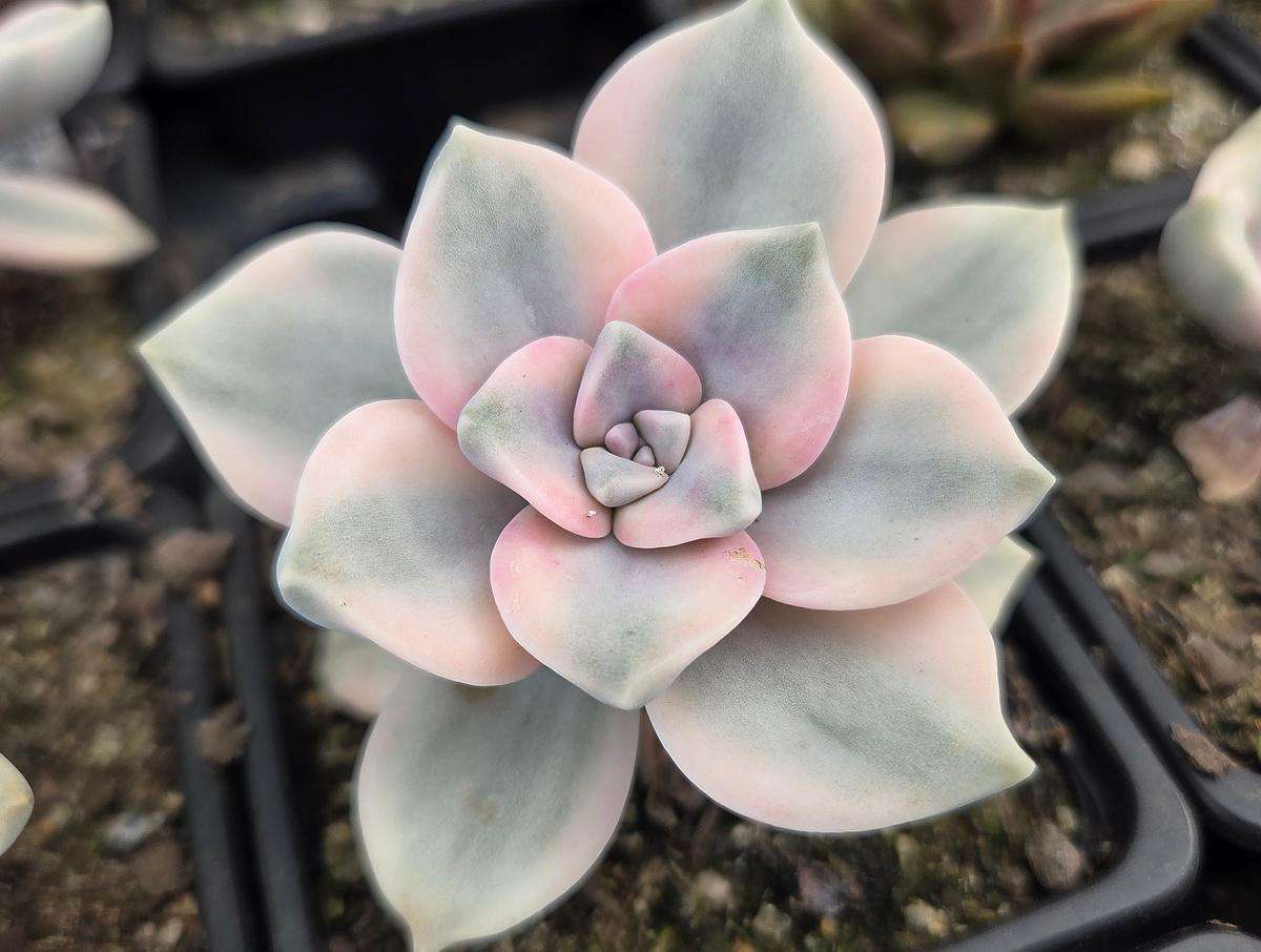 Graptopetalum 'Purple Delight' Variegated
