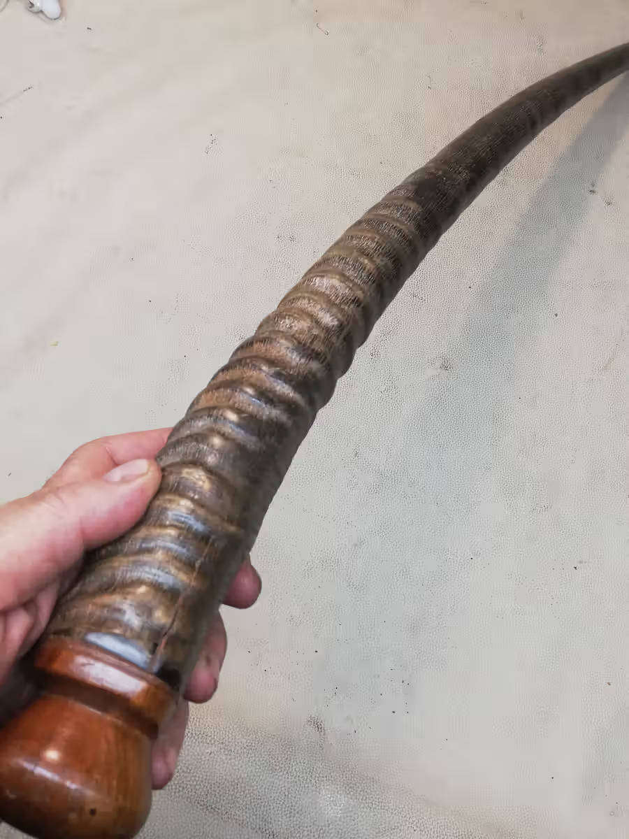 Gemsbok Horn Walking stick