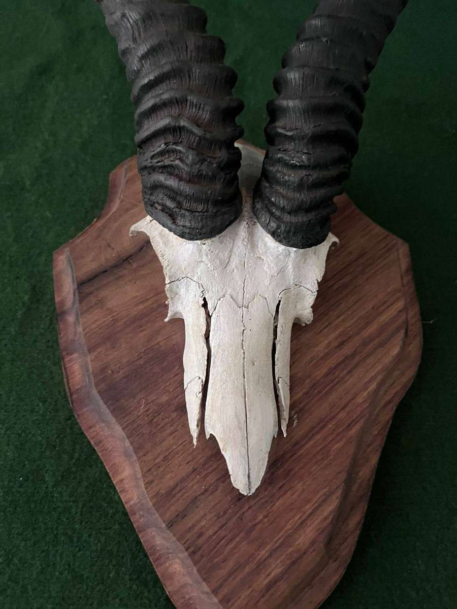 Springbok Skull Mounted Trophy Head - good condition