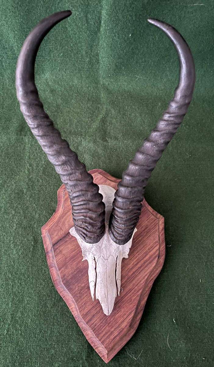 Springbok Skull Mounted Trophy Head - good condition