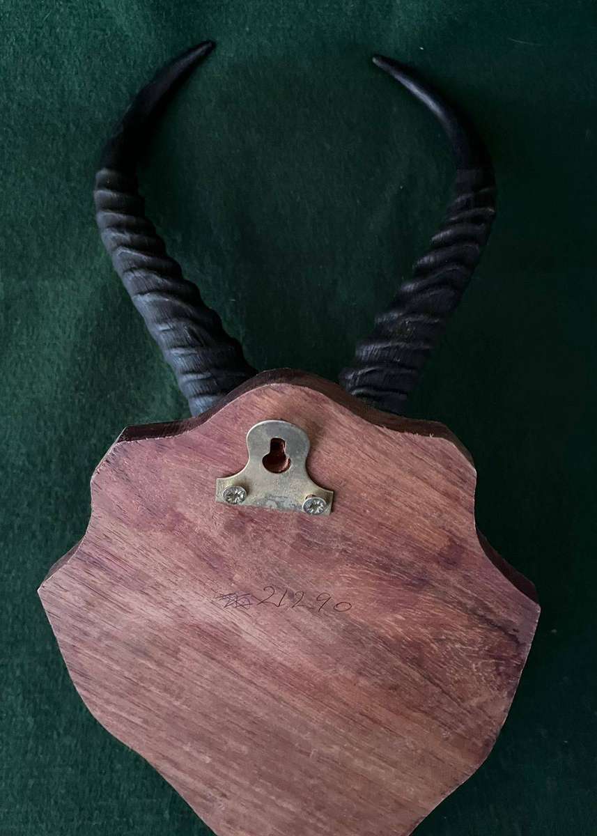 Springbok Skull Mounted Trophy Head - good condition
